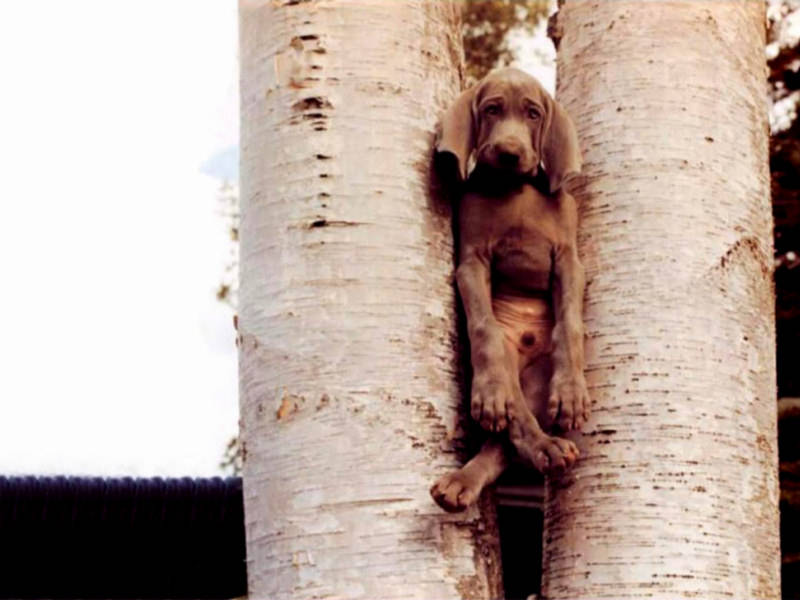 funny-dog-stuck-in-tree-backgrounds.jpg