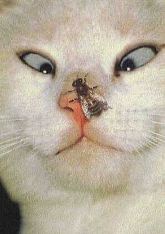 cross-eyed-cat-fly-on-nose-feline-humor-pic.jpg