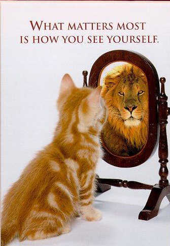  Funny Images on Funny Cat Picture Cute Kitty Pic Kitten Looking In Mirror Seeing A