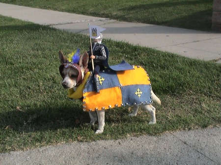 funny pet pictures. A funny pet costume and dog